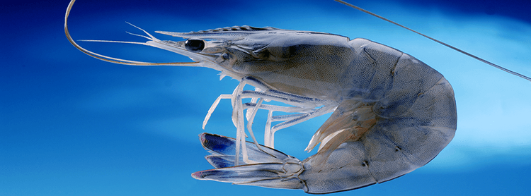 Des crevettes bleues et du santal à l’Elysée ce week-end