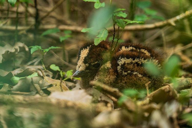 INFO RRB. Eclosion d'un œuf de cagou le vendredi de Pâques au parc forestier