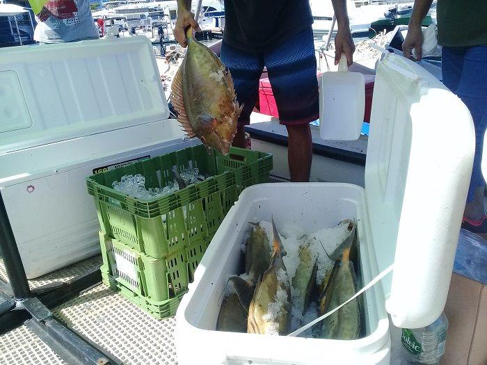 Pas de marché à Nouméa, mais encore du poisson!