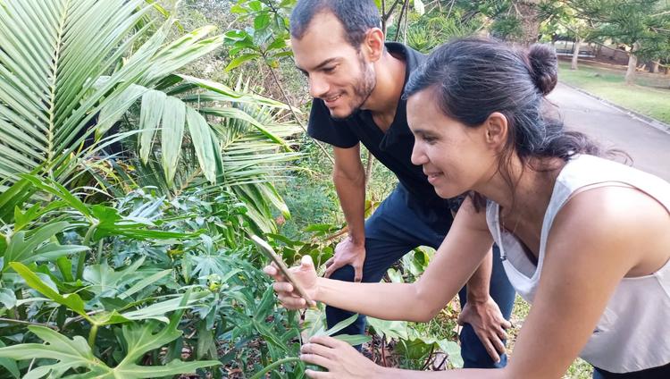 Sève. Une appli pour recenser les plantes endémiques du territoire