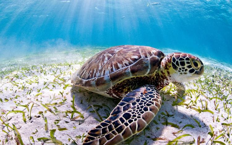 Des tortues dans les îlots de Koumac