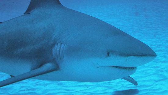 Alerte au requin bouledogue à Nouméa