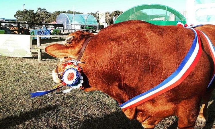 Foire de Bourail, jour 1