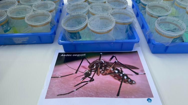 Des moustiques porteurs de la bactérie Wolbachia relâché ce matin à Païta