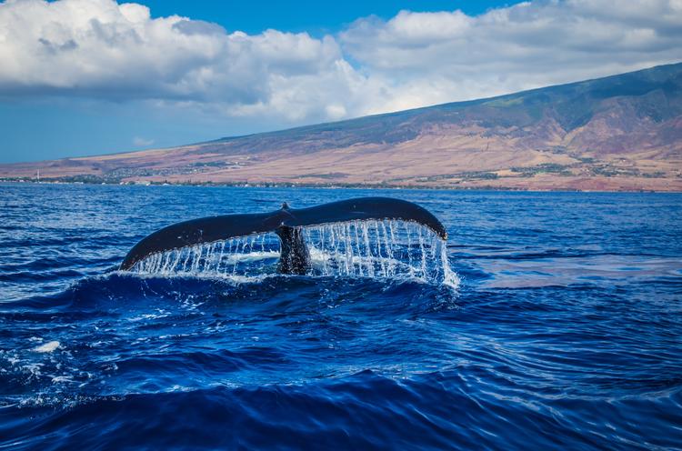 BIENTOT LA SAISON DES BALEINES