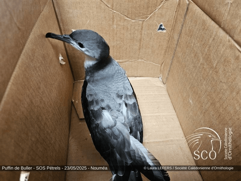 Puffin