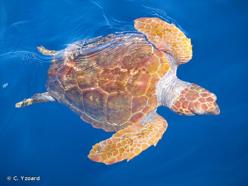 tortue caouanne.jpg