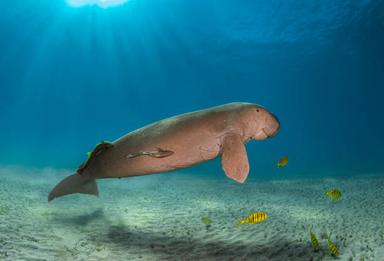 dugong