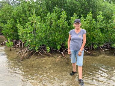 mangrove plage 1000.jpg