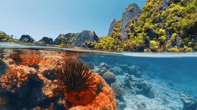corail 2.jpg