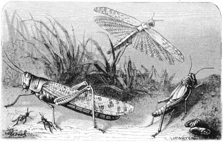 FEUILLETONS L'HISTOIRE