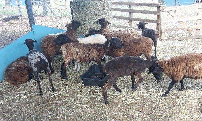 Foire. Défilé, claquettes et rodéo