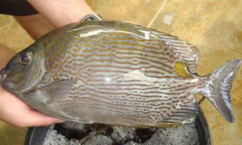 La pêche aux picots et aux crabes rouvre ce jeudi