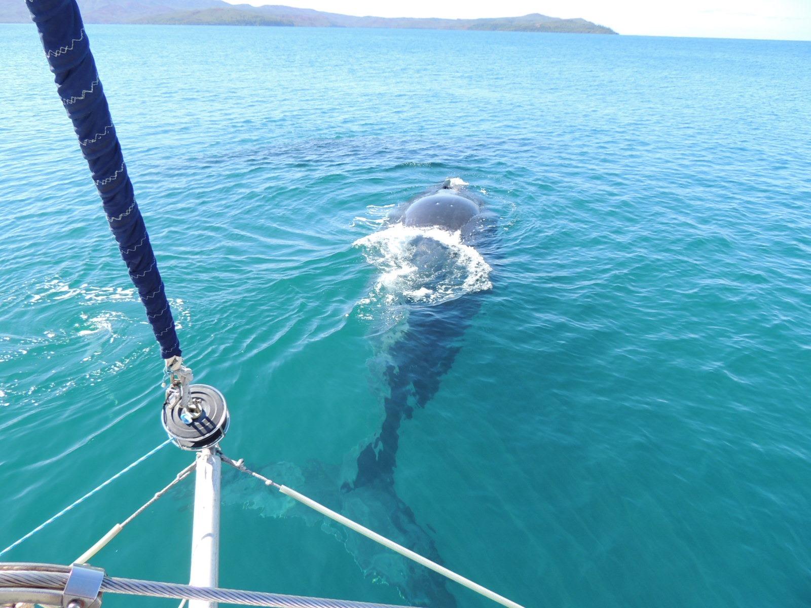 baleine à bosse 5.jpeg