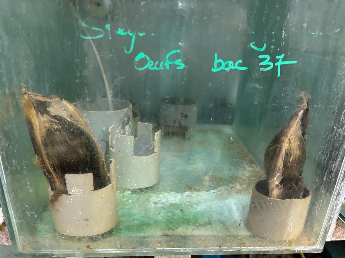 requin léopard oeuf.jpg