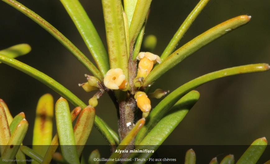 endemia espèce menacée.jpg