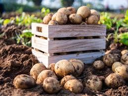 PHOTO DE POMME DE TERRE