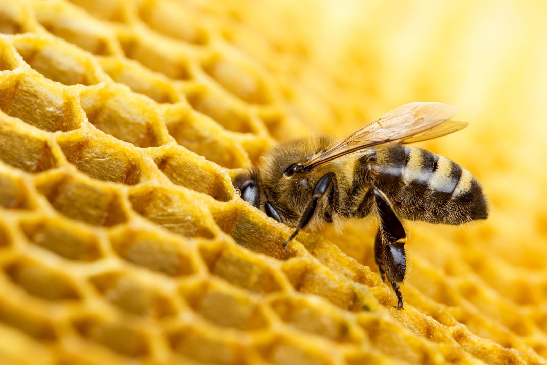 une image d'abeille