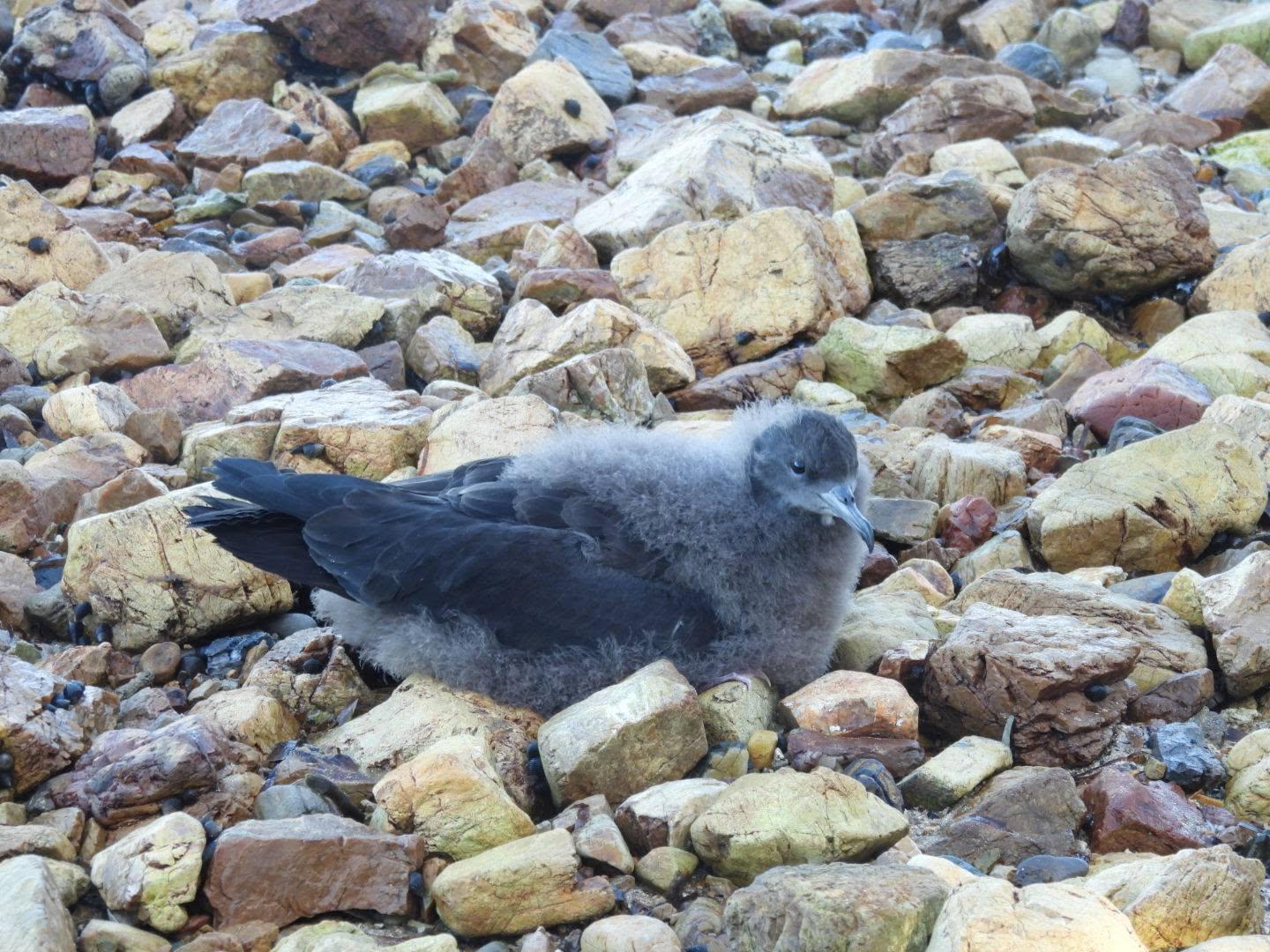 puffin 2, photo de la SCO.jpg